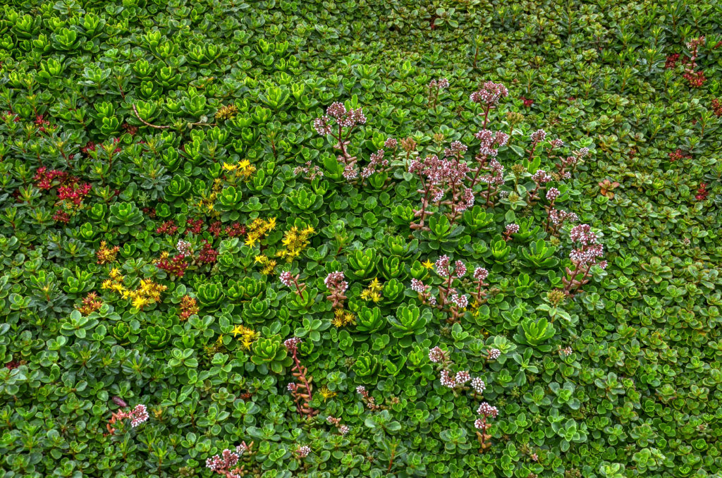 Green roof covered with sedum, predominantly green but with some red, yellow and purple flowers.