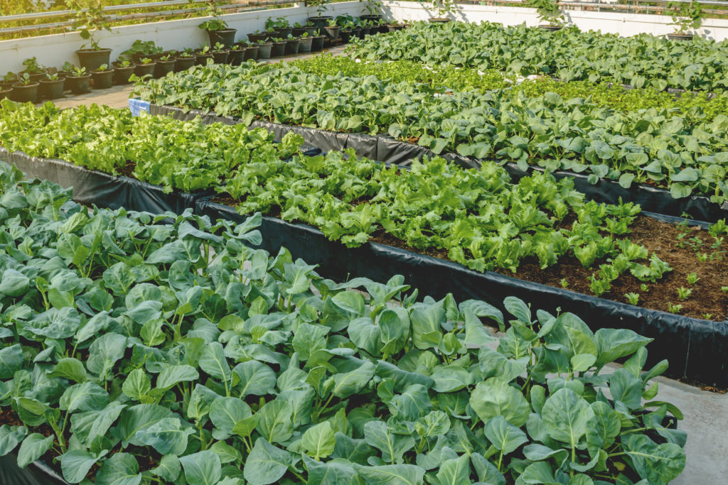 Rooftop garden, Rooftop vegetable garden, Growing vegetables on